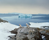 Ragnar Axelsson: Last Days of the Arctic
