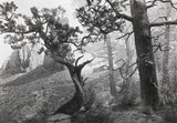 Hiroshi Sugimoto: Dioramas