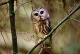 Olympic Peninsula Workshop with Art Wolfe | Wed, June 8 - Sun, June 12, 2016