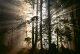 Olympic Peninsula Workshop with Art Wolfe | Wed, June 8 - Sun, June 12, 2016