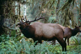 Olympic Peninsula Workshop with Art Wolfe | Wed, June 8 - Sun, June 12, 2016