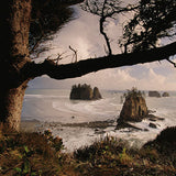 Olympic Peninsula Workshop with Art Wolfe | Wed, June 8 - Sun, June 12, 2016