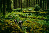 Olympic Peninsula Workshop with Art Wolfe | Wed, June 8 - Sun, June 12, 2016