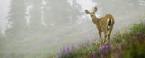 Olympic Peninsula Workshop with Art Wolfe | Wed, June 8 - Sun, June 12, 2016
