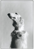 Elliott Erwitt: Icons